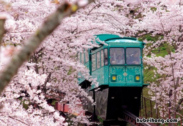 日本樱花什么时候开 日本樱花什么时候开2023年春节