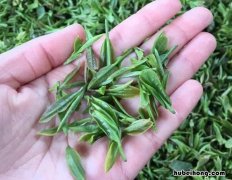 春茶和冬茶有什么区别 春茶和冬茶有什么区别呢
