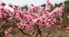 春风得意马蹄疾，一日看尽长安花是什么意思 春风得意马蹄疾,一日看尽长安花表达什么心情