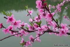 桃花什么季节开 梨花什么季节时候开