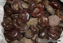 木腰子是什么 木腰子有壮阳的功效吗