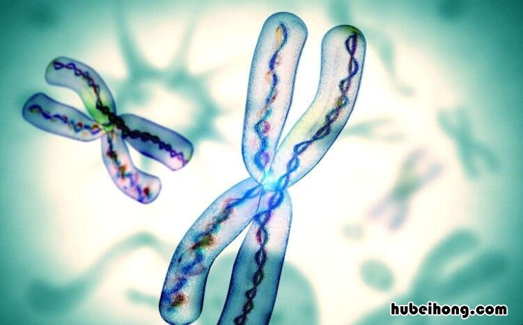 染色体组的特点是什么 染色体组的染色体特点