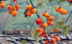 柿子像什么比喻句有哪些 柿子像什么比喻句二年级简单