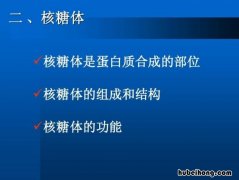核糖体的作用是什么 核糖体的成分由什么组成