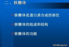 核糖体的组成是什么 核糖体的主要组成成分是什么
