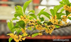 桂花像什么比喻句有哪些 桂花像什么比喻句有哪些句子三年级