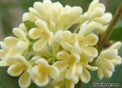 桂花的用途有哪些 桂花的用处作文300字