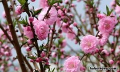 桃花像什么比喻句有哪些 桃花像什么的比喻句二年级上册语文