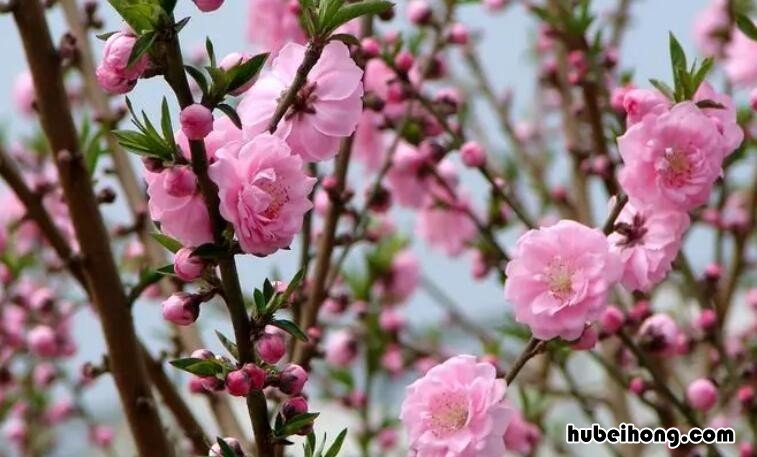 桃花像什么比喻句有哪些 桃花像什么的比喻句二年级上册语文