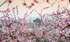 桃花坞里桃花庵的下一句是什么 桃花坞里桃花庵啥意思