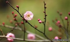 梅花开了怎么扩句 梅花开了我要写几句句子一年级