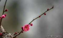 梅花精神的作文怎么写 梅花精神的作文怎么写三年级