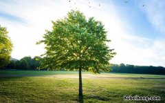 植树节的由来是什么 植树节的由来是什么 简介