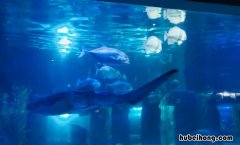 椒江海洋公园作文怎么写 椒江海洋公园好玩吗