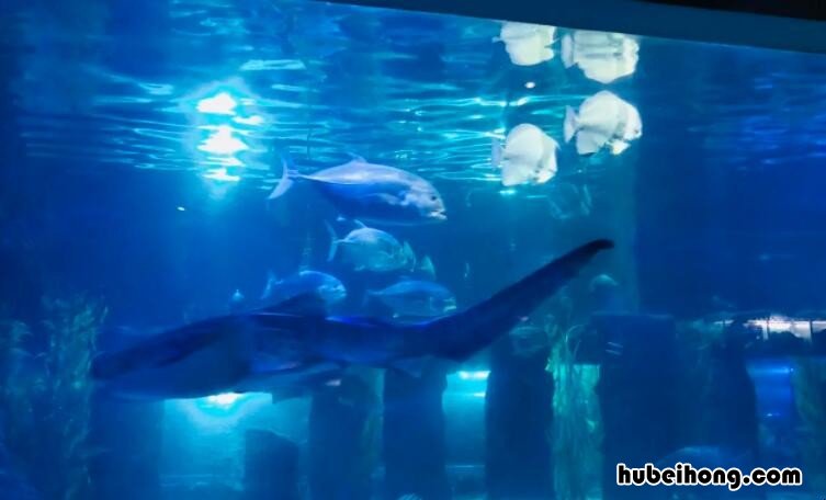 椒江海洋公园作文怎么写 椒江海洋公园好玩吗