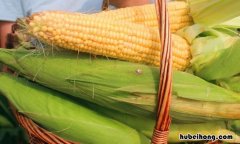 玉米叶属于什么垃圾 玉米叶属于什么垃圾分类类别