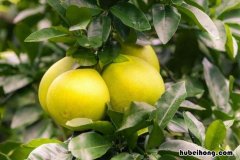 白蜜柚和红蜜柚有什么区别 白蜜柚好吃还是红蜜柚好吃