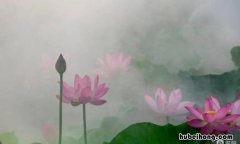 水花晚色静年芳是什么意思 年花静水边语录