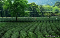 碧螺春产地在哪里 茶叶碧螺春产地在哪里啊