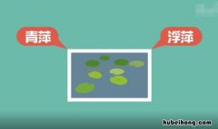 浮萍是什么意思 人生如浮萍是什么意思
