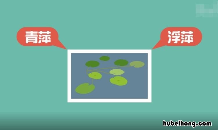 浮萍是什么意思 人生如浮萍是什么意思