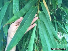 粽子叶是什么 粽子叶是什么植物