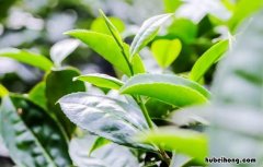 湄江茶冲泡艺术有哪些 湄江风景区主要景点有哪些