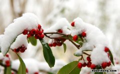 瑞雪兆丰年怎么造句 瑞雪兆丰年造句子