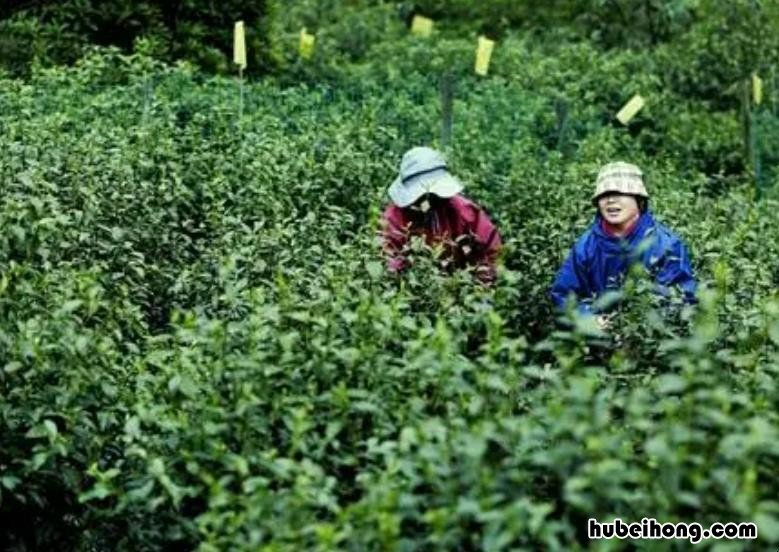 碧螺春原产地是哪里 碧螺春的产地是哪里