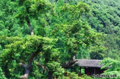 磐安云峰茶采摘工艺有哪些 云峰茶谷景区简介