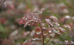 秋雨的特点是什么 秋雨的特点是什么意思呀