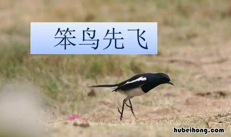 类似笨鸟先飞的成语是什么 类似笨鸟先飞的成语是什么呢