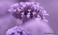 紫色有哪些颜色名称 紫色都有什么颜色的紫