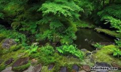 院子里的青苔怎么去除 院子里长青苔是风水不好吗