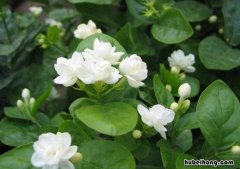茉莉花的唯美短句有哪些 茉莉花的美句子