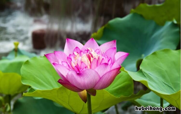 荷花什么的什么的仿写有哪些 荷花什么的什么的填空一年级