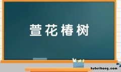 萱花椿树是什么意思 椿萱并茂表示什么意思
