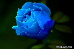 蓝玫瑰的花语是什么 蓝玫瑰花的花语是什么意思