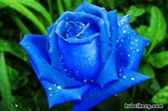 蓝色妖姬的花语是什么 蓝色妖姬花语象征与寓意
