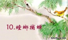 螳螂捕蝉是什么意思 螳螂捕蝉是什么意思
