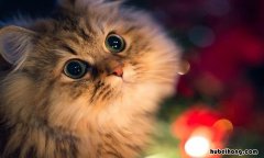 驱赶猫长期有效好办法有哪些 驱赶猫神器