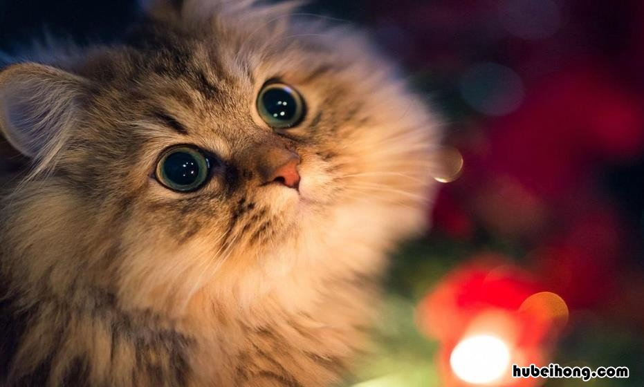 驱赶猫长期有效好办法有哪些 驱赶猫神器