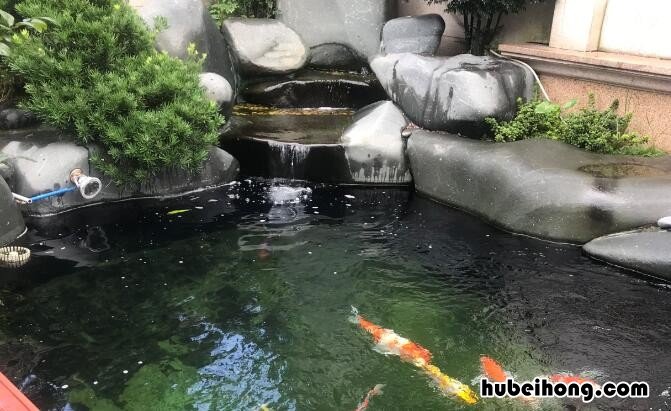 鱼池青苔怎么处理 鱼池青苔怎么处理最好