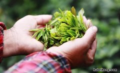 黄茶有哪几种茶 黄茶有哪几种茶叶品种