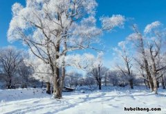 赞美雪的诗有哪些 赞美雪的诗有什么诗句