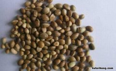 火麻仁的功效与作用是什么 火麻仁的功效与作用及禁忌症的功效与作用