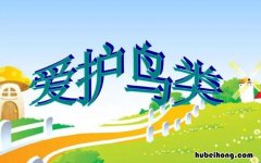 爱护鸟类的好处有哪些 爱护鸟类的好处有哪些方面