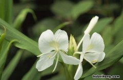 野姜花花语是什么 野姜花的种植方法
