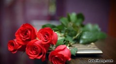 玫瑰花11朵代表什么意义 送9支玫瑰