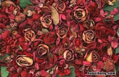 玫瑰花怎么保存成干花 玫瑰鲜花怎么保存玫瑰干花